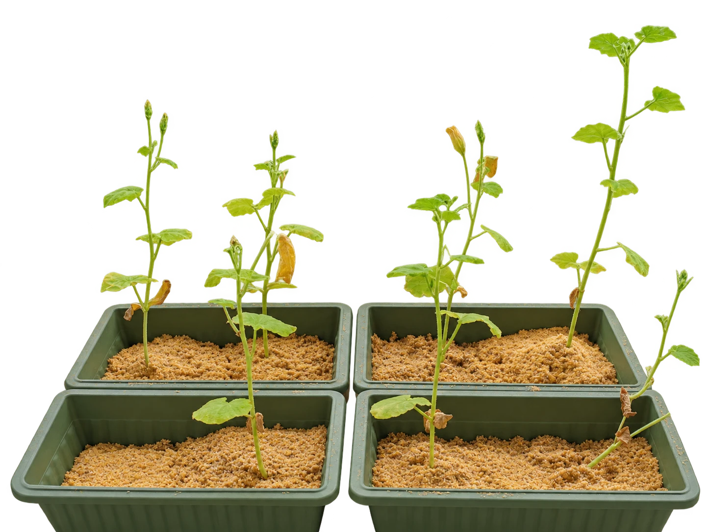 Four pumpkin planters with growing plants