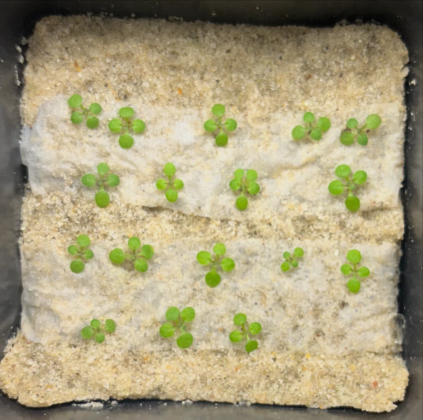 Control, 15 days after sowing