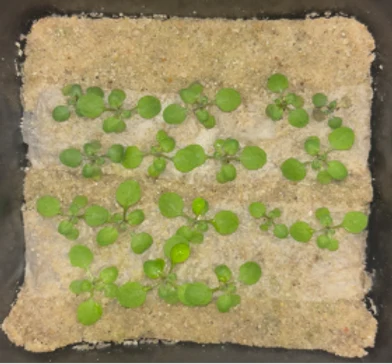 Control, 18 days after sowing
