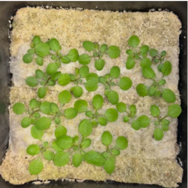 Control, 20 days after sowing