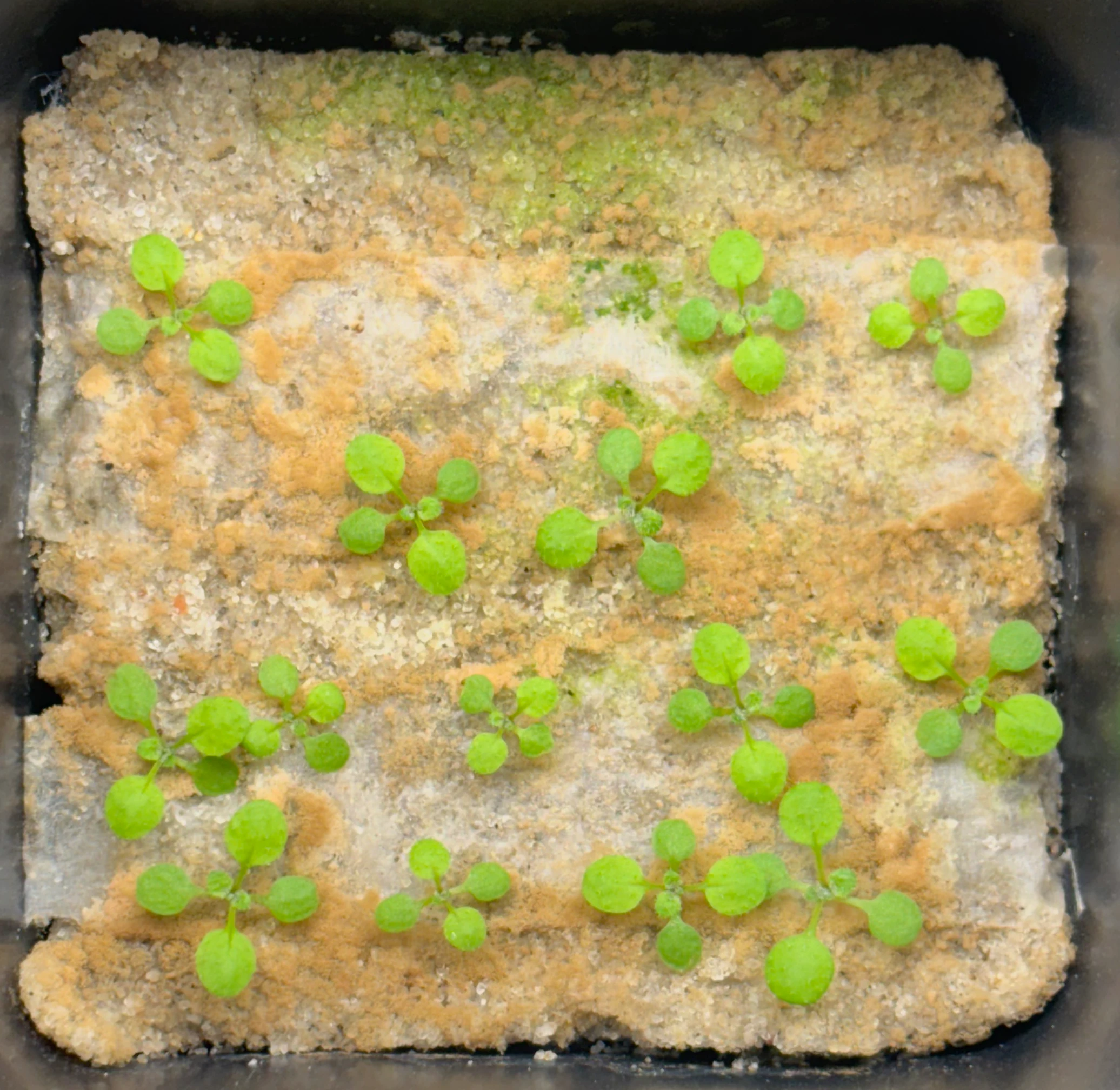 Extra phosphate, 15 days after sowing