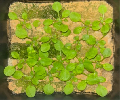 Extra phosphate, 18 days after sowing