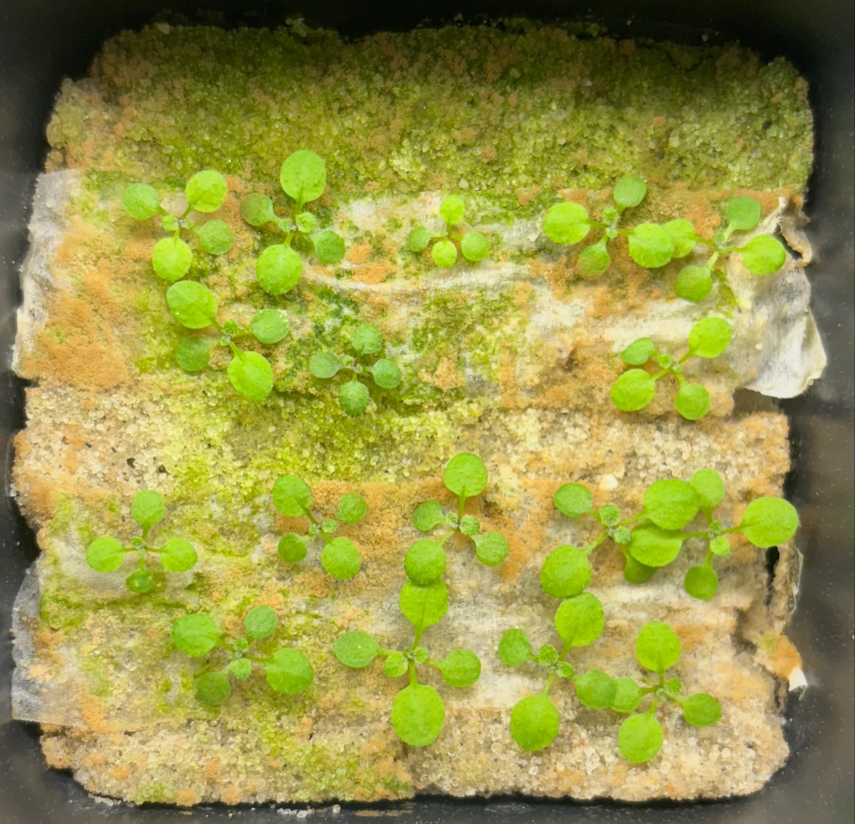 EPM-treated Arabidopsis at day 15
