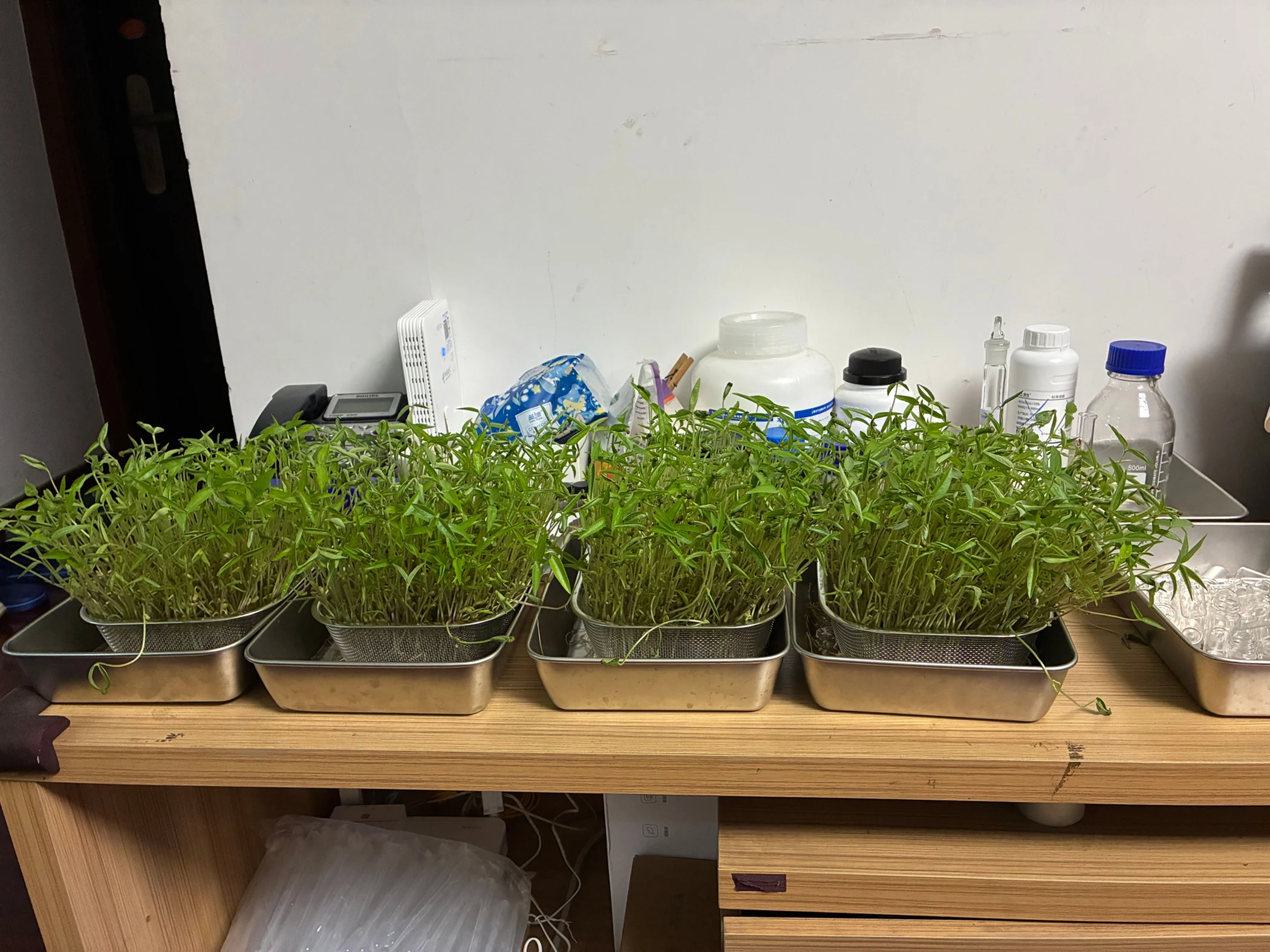 Bean sprouts growing beside a window