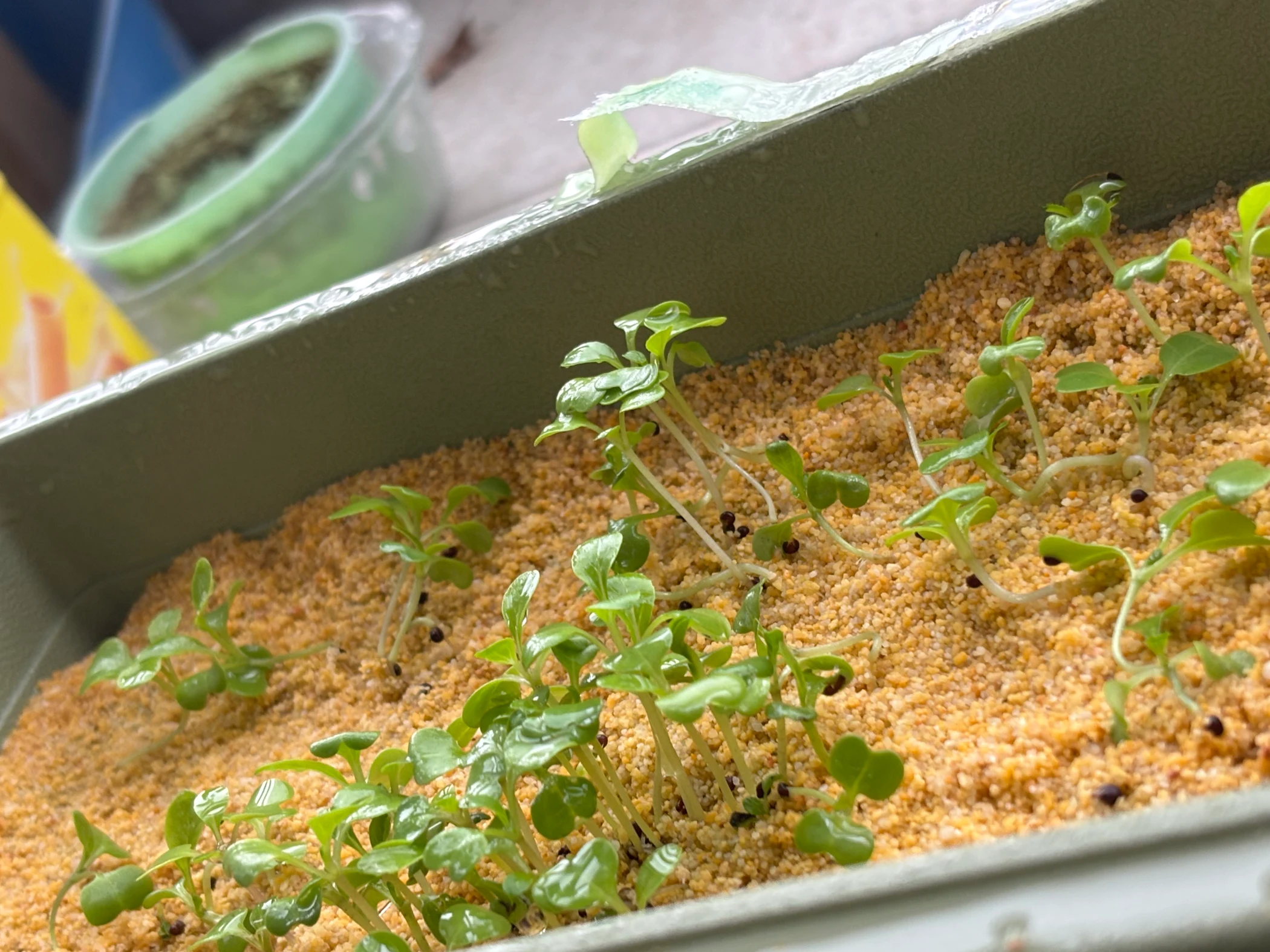 Young bok choy seedlings in a growing tray