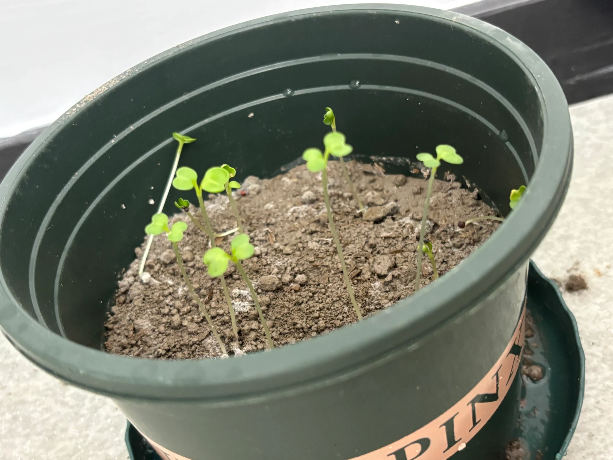 Young bok choy plants in a school pot